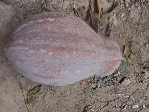 农村姐妹吃瓜照片,共享丰收喜悦瞬间