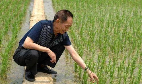 吃瓜袁隆平,吃瓜农夫的农业传奇  第3张