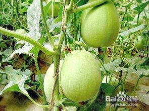 孕妇梦见许多瓜_并吃瓜 第2张 孕妇梦见许多瓜_并吃瓜 第2张