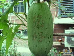 小区业主吃瓜,揭秘小区业主的吃瓜日常  第3张