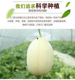 台州小蜜瓜怎么吃,多味食法，尽享夏日清新  第2张