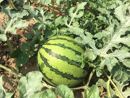 明明吃瓜在第几期,揭秘第X期精彩瞬间 第2张 明明吃瓜在第几期,揭秘第X期精彩瞬间 第2张