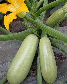 韩国松瓜怎么吃,创意料理指南