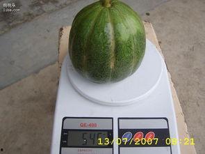 绿瓜可以吃吗,揭秘其可食用之谜  第3张