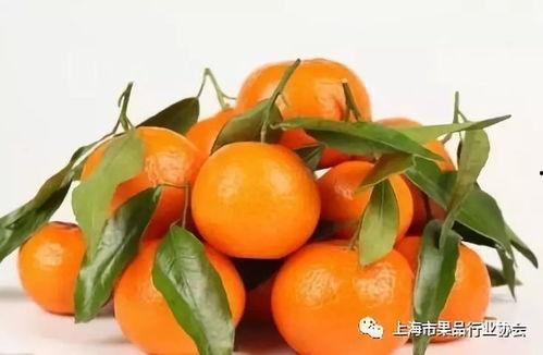 大胖橘吃瓜,揭秘娱乐圈幕后故事