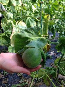 天津吃瓜塘沽,吃瓜群众的美食之旅  第2张