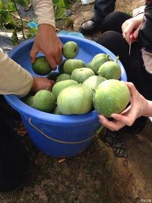 天津吃瓜塘沽,吃瓜群众的美食之旅  第3张