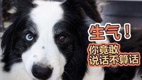 狗狗特效吃瓜,揭秘宠物界的“网红美食”  第2张