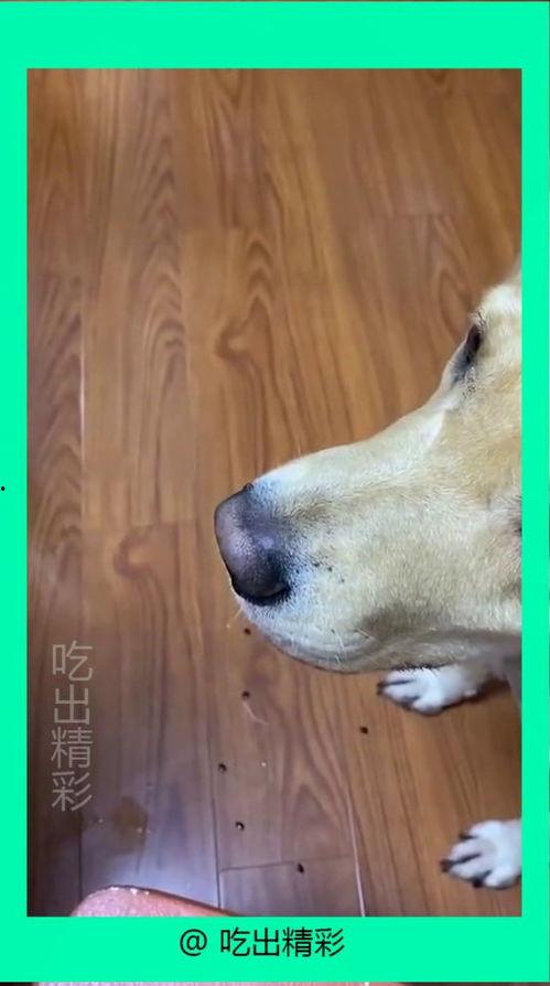 狗狗特效吃瓜,揭秘宠物界的“网红美食”  第3张