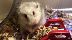 伦敦小仙女吃瓜,一场别开生面的吃瓜盛宴  第2张