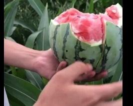 花蜜瓜病人可以吃吗,花蜜瓜病人能否安心享用？  第2张