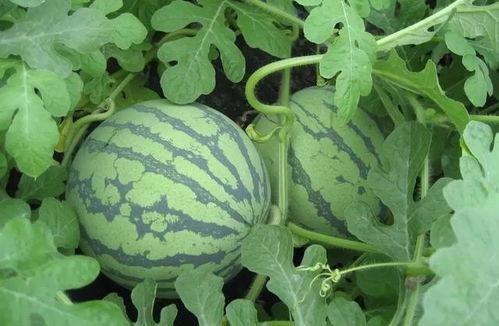 人事吃瓜,揭秘职场吃瓜背后的真相与启示 第3张 人事吃瓜,揭秘职场吃瓜背后的真相与启示 第3张