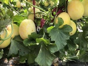 界首人吃瓜,一场全民参与的夏日盛宴