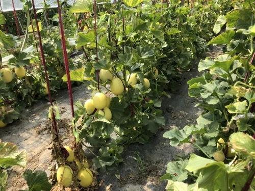 界首人吃瓜,一场全民参与的夏日盛宴  第2张