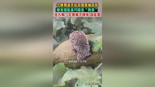 刺猬偷瓜吃,一场趣味横生的田园趣事  第2张