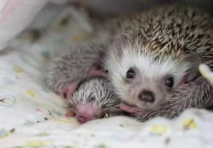 刺猬偷瓜吃,一场趣味横生的田园趣事  第3张