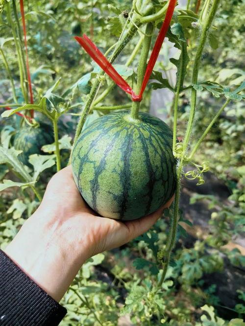 纽澳吃瓜,揭秘当地独特美食文化  第3张