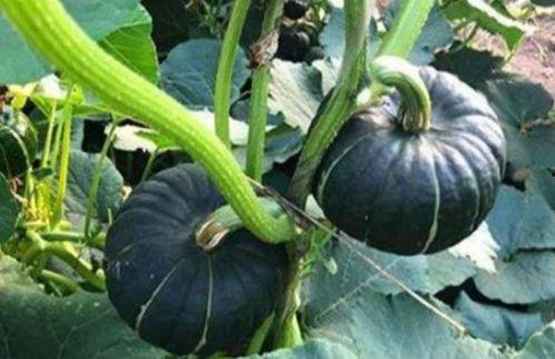 昆小迷吃瓜,揭秘娱乐圈那些不为人知的幕后故事 第2张 昆小迷吃瓜,揭秘娱乐圈那些不为人知的幕后故事 第2张