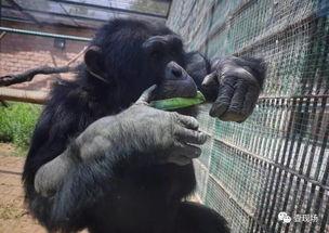 吃瓜首领,网络红人的崛起与影响力