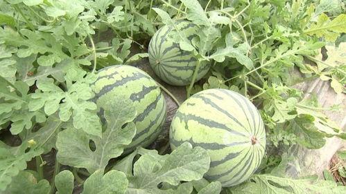 杭州印象教育吃瓜,吃瓜群众揭秘校园生活点滴  第3张