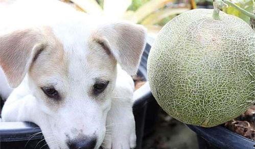 白瓜能给狗吃吗,狗狗的健康美食选择？  第2张