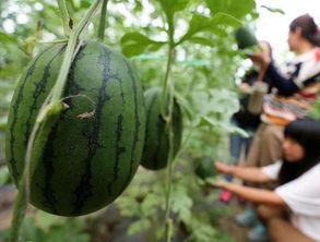 淮北吃瓜事件后续情况,真相大白，后续发展及社会影响全解析  第3张