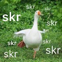 swag吃瓜,揭秘娱乐圈的时尚潮流与八卦风云