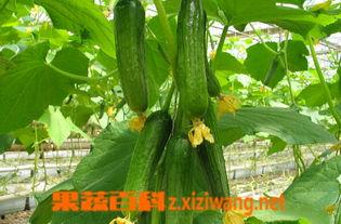 吃小乳瓜过敏,警惕常见食材背后的风险  第2张