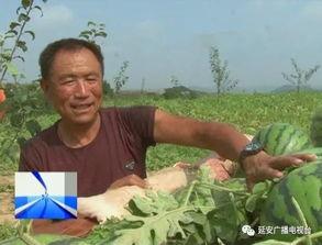 瓜农车祸吃瓜,网友热议“吃瓜”背后的反思  第1张