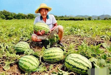 瓜农车祸吃瓜,网友热议“吃瓜”背后的反思  第3张