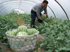 山茶吃瓜,一场味蕾的盛宴  第3张