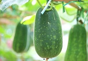 火热热吃瓜,火热热吃瓜盛宴来袭！  第2张