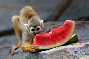 猴吃瓜 第2张 猴吃瓜 第2张