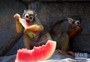 猴吃瓜 第3张 猴吃瓜 第3张