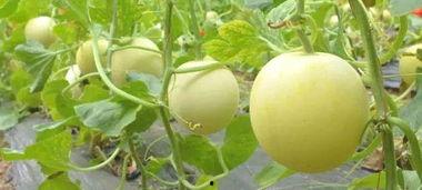 打击吃瓜网站,净化网络环境在行动  第3张