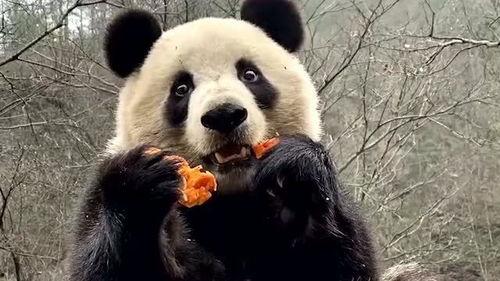 熊猫萌萌吃瓜,熊猫萌萌的甜蜜瓜果时光  第2张