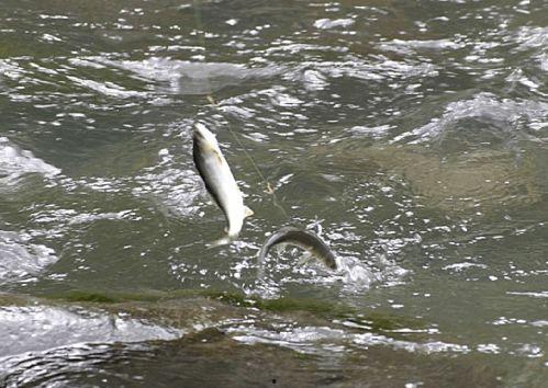 带你吃瓜仰泳鱼,带你领略“带你吃瓜仰泳鱼”的独特魅力  第2张