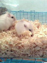 吃瓜小熊仓鼠,揭秘萌宠界的“吃瓜达人”