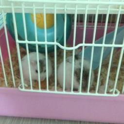 吃瓜小熊仓鼠,揭秘萌宠界的“吃瓜达人”  第2张