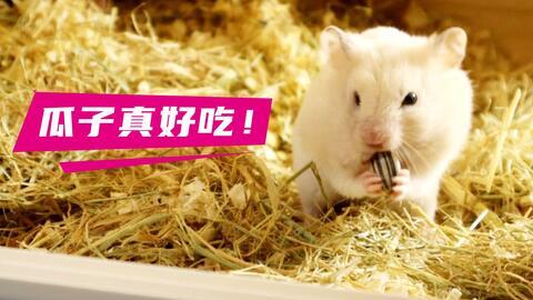 吃瓜小熊仓鼠,揭秘萌宠界的“吃瓜达人”  第3张