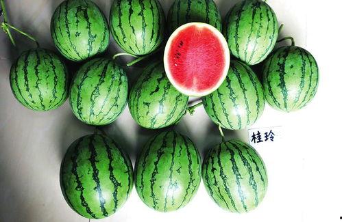 富宁吃瓜新闻,揭秘当地热点事件背后的真相与笑料 第3张 富宁吃瓜新闻,揭秘当地热点事件背后的真相与笑料 第3张