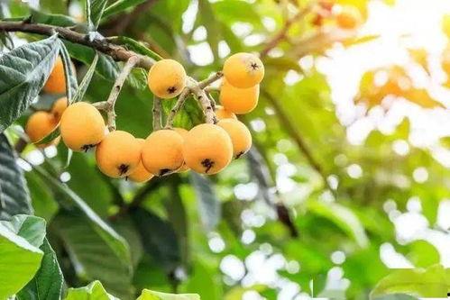 成都熊圈吃瓜,揭秘网红美食背后的故事  第2张