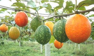 吊瓜哪里可以吃,从产地到餐桌的美食之旅 第2张 吊瓜哪里可以吃,从产地到餐桌的美食之旅 第2张