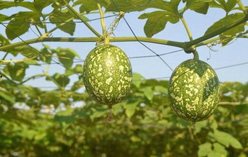 吊瓜哪里可以吃,从产地到餐桌的美食之旅 第3张 吊瓜哪里可以吃,从产地到餐桌的美食之旅 第3张