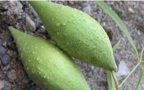 陕西吃隔夜瓜事件,食品安全与公众信任的考验  第2张