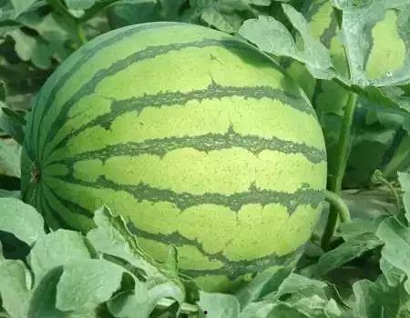 陕西吃隔夜瓜事件,食品安全与公众信任的考验  第3张