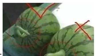 吃瓜网是干嘛的,网络舆论风向标背后的秘密 第2张 吃瓜网是干嘛的,网络舆论风向标背后的秘密 第2张