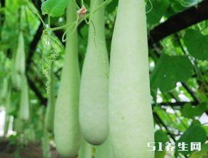 长期坚持吃瓜好吗  第2张