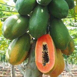 吃瓜群众木瓜广告,吃瓜群众的新宠，美味与健康的完美结合  第3张