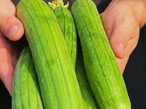 什么瓜可以吃蔬菜,探索多样蔬菜的食用之道  第2张